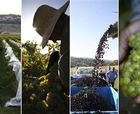 Ross Hill Wines - Mackay Tourism 1