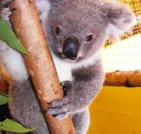 Cooberrie Park Wildlife Sanctuary - Mackay Tourism