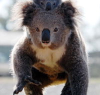 Koalas in Gunnedah - Mackay Tourism
