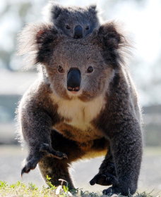 Koalas In Gunnedah - Mackay Tourism 0