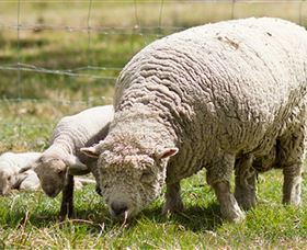 Short Sheep Micro-Winery - Mackay Tourism 6