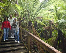 Beech Forest ACT Mackay Tourism