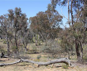 Remembrance Nature Park - Mackay Tourism 0