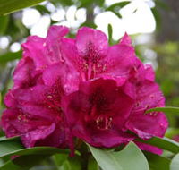 Campbell Rhododendron Gardens - Mackay Tourism