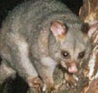 Moondarra State Park - Mackay Tourism