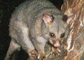 Moondarra State Park - Mackay Tourism 0