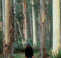 Blue Gum Forest - Mackay Tourism