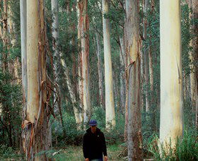 Blue Gum Forest - Mackay Tourism 0