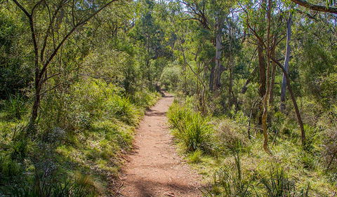 Mares Forest Creek Walking Track - Mackay Tourism 0