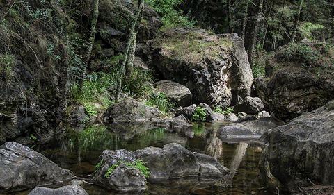 Mares Forest Creek Walking Track - Mackay Tourism 1