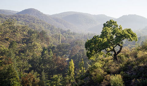Mares Forest Creek Walking Track - Mackay Tourism 3