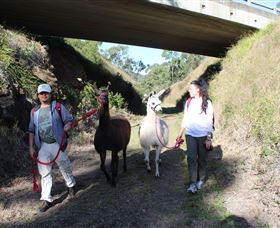 Ottaba Llamas - Mackay Tourism 1
