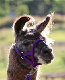 Ottaba Llamas - Mackay Tourism 3