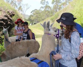 Ottaba Llamas - Mackay Tourism 2