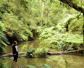 Morwell National Park - Mackay Tourism 0
