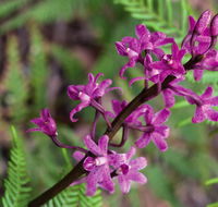 Cassinia walking track - Mackay Tourism