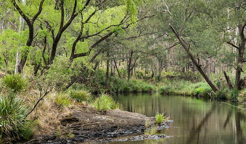 Koreelah National Park - Mackay Tourism 1