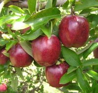 Top 40 Orchard - Mackay Tourism