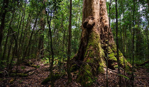 Rocky Crossing Walk - Mackay Tourism 1