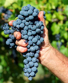 Stonehurst Cedar Creek Vineyard - Mackay Tourism 5
