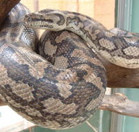 Armadale Reptile Centre - Mackay Tourism