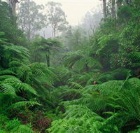 Tarra Bulga National Park - Mackay Tourism