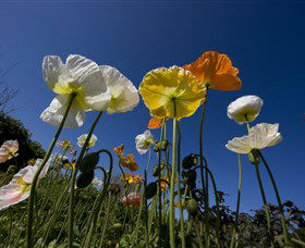 Hunter Valley Gardens - Mackay Tourism 3