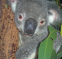 Hunter Valley Zoo - Mackay Tourism