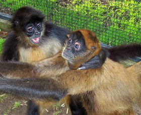 Hunter Valley Zoo - Mackay Tourism 5