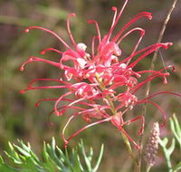 Wirrimbirra Sanctuary - Mackay Tourism