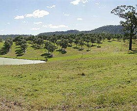 Bunna Bunoo Olive Grove - Mackay Tourism 5