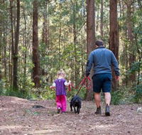 Olney State Forest - Watagan Mountains - Mackay Tourism