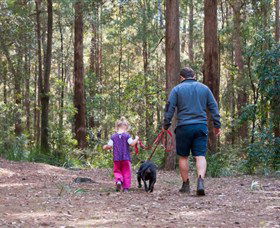 Olney State Forest - Watagan Mountains - Mackay Tourism 0