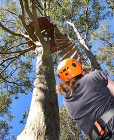 TreeTop Adventure Park Sydney - Mackay Tourism 3
