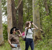 Chichester State Forest - Mackay Tourism