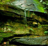 Strickland State Forest - Mackay Tourism