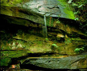 Strickland State Forest - Mackay Tourism 0