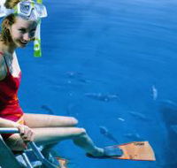 Roy Rufus Artificial Reef Dive Site - Mackay Tourism