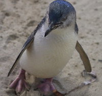 Penguin Island Boardwalks and Walk Trail - Mackay Tourism