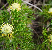 Illawarra lookout walking track - Mackay Tourism