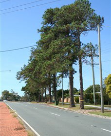 Anzac Memorial Avenue, Redcliffe - Mackay Tourism 1