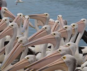 Pelican Feeding - Mackay Tourism 4