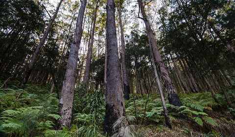 Hastings Forest Way Touring Route - Mackay Tourism 2