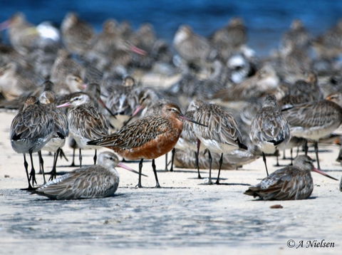 Cooloola Nature - Mackay Tourism 0