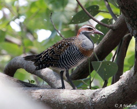 Cooloola Nature - Mackay Tourism 1