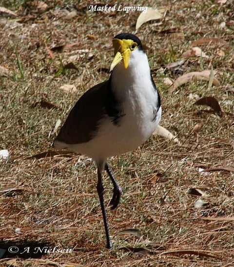 Cooloola Nature - Mackay Tourism 6