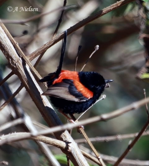 Cooloola Nature - Mackay Tourism 7