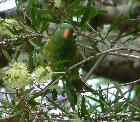 Cooloola Nature - Mackay Tourism 8