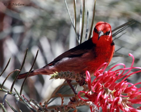 Cooloola Nature - Mackay Tourism 9