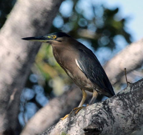 Cooloola Nature - Mackay Tourism 10
